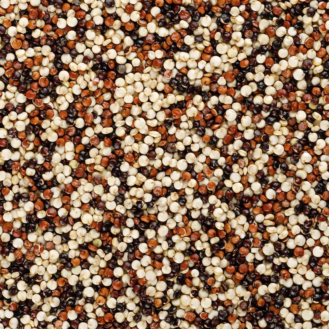 Quinoa tricolor